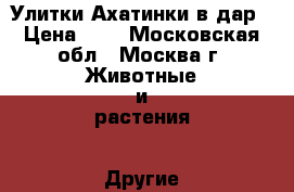 Улитки Ахатинки в дар › Цена ­ 1 - Московская обл., Москва г. Животные и растения » Другие животные   
